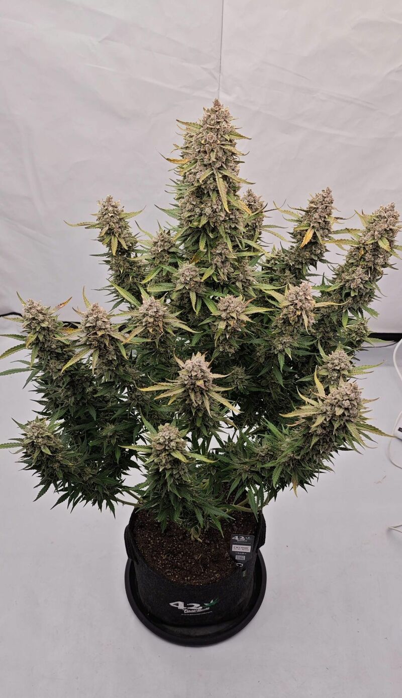 Sour Jealousy Auto, Фасовка: 3, изображение 11